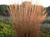 Miscanthus