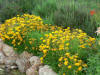 Coreopsis