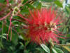 Callistemon