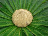 Cycas