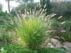 Pennisetum